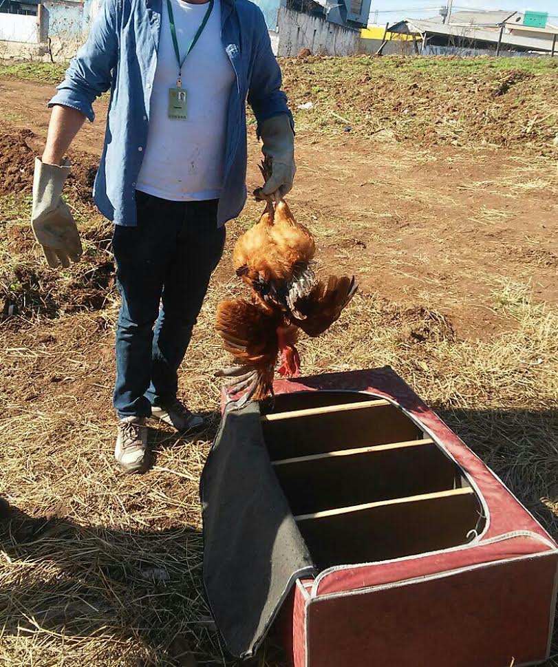 No local onde funcionava a rinha foram encontradas 34 aves | Prefeitura de Curitiba/Divulgação