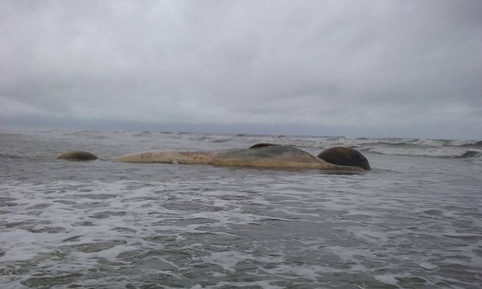 | Cristian Negrão/Reprodução/ Facebook