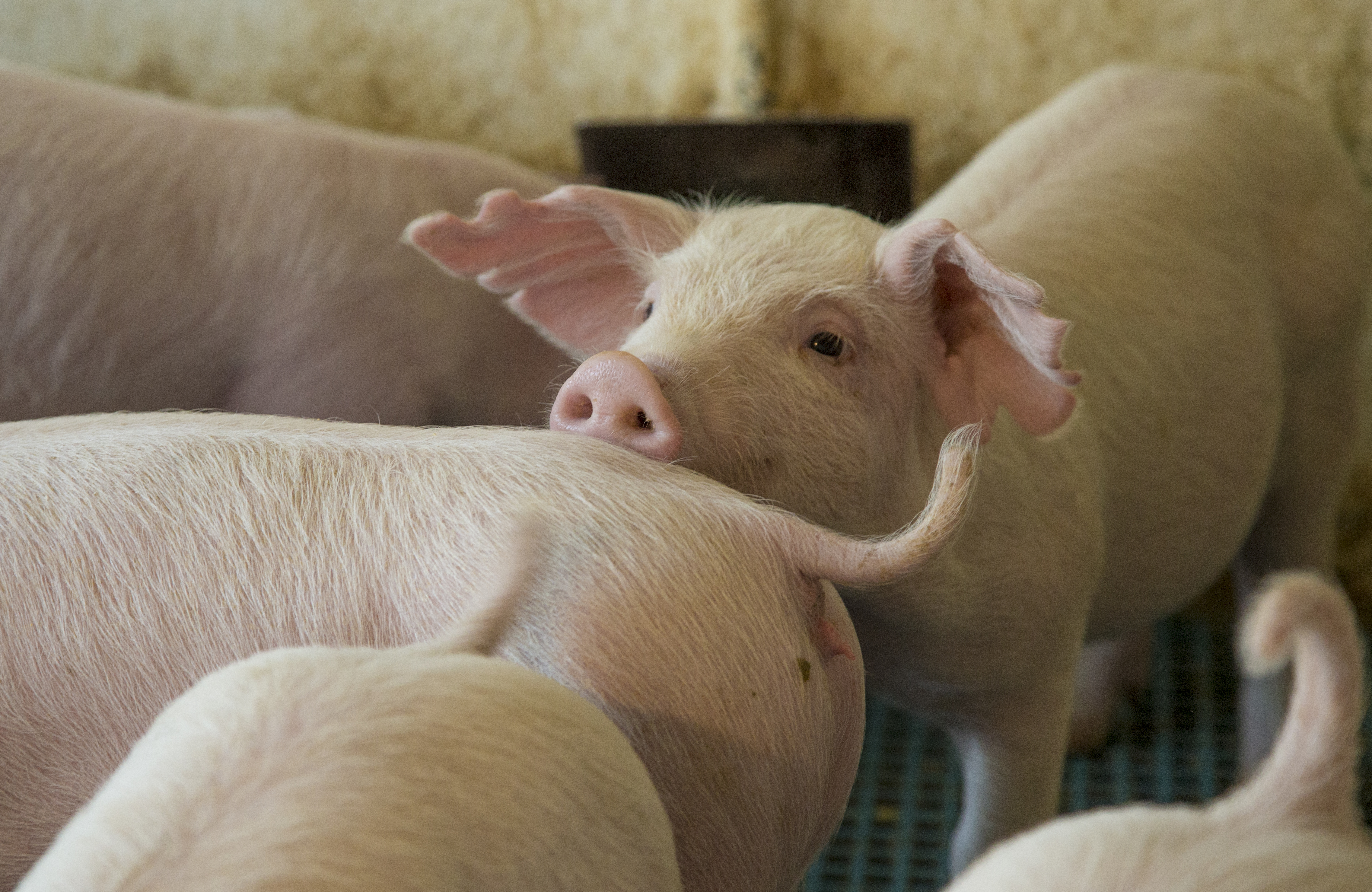 Controle veterinário faz parte das ações para manter o rebanho afastado de doenças | Hugo Harada/Gazeta do Povo