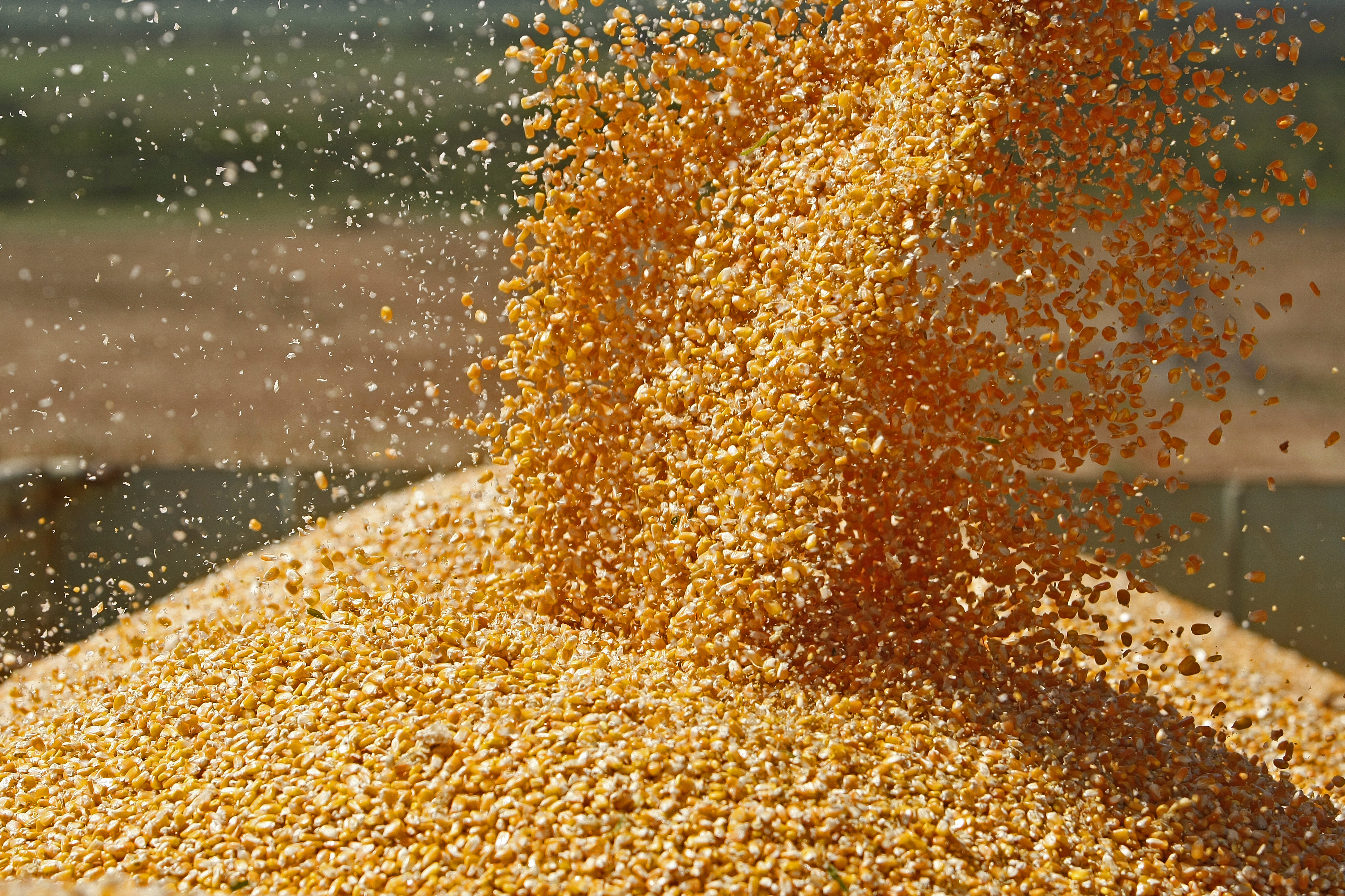 | Hugo Harada / Agencia de Noticias Gazeta do Povo/Hugo Harada / Agencia de Noticias Gazeta do Povo