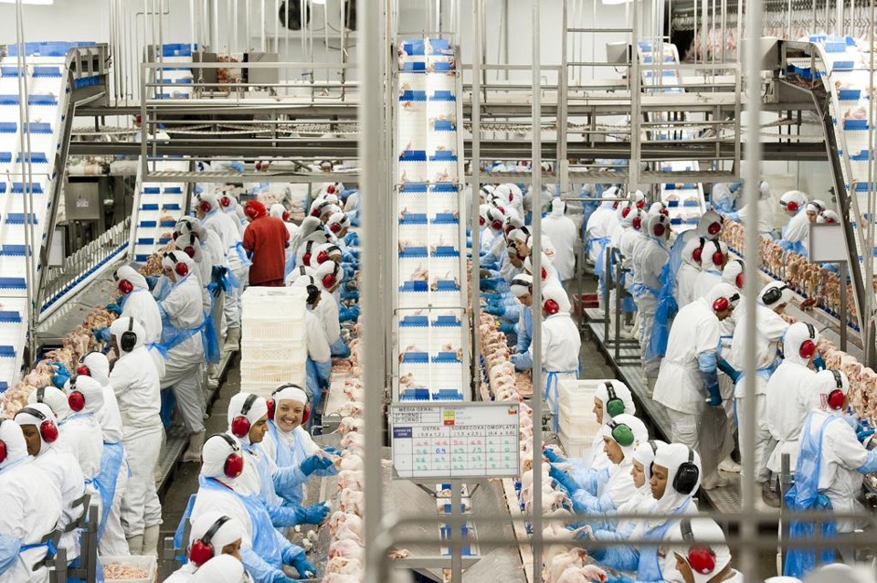O grupo possui cerca de 11 mil funcionários, distribuídos em 26 unidades industriais com o abate de 750 frangos por dia | Arquivo/Gazeta do Povo