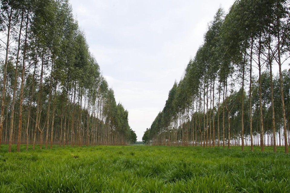 É  importante ressaltar a necessidade de padronizar as informações declaradas no Cadastro Ambiental Rural  com o ADA e o ITR, visto que este ainda é o instrumento hábil de comprovação das áreas de proteção ambiental | HUGO HARADA/HUGO HARADA