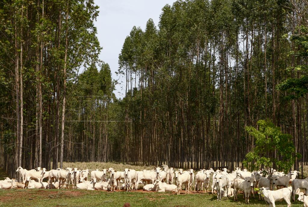 | HUGO HARADA/HUGO HARADA