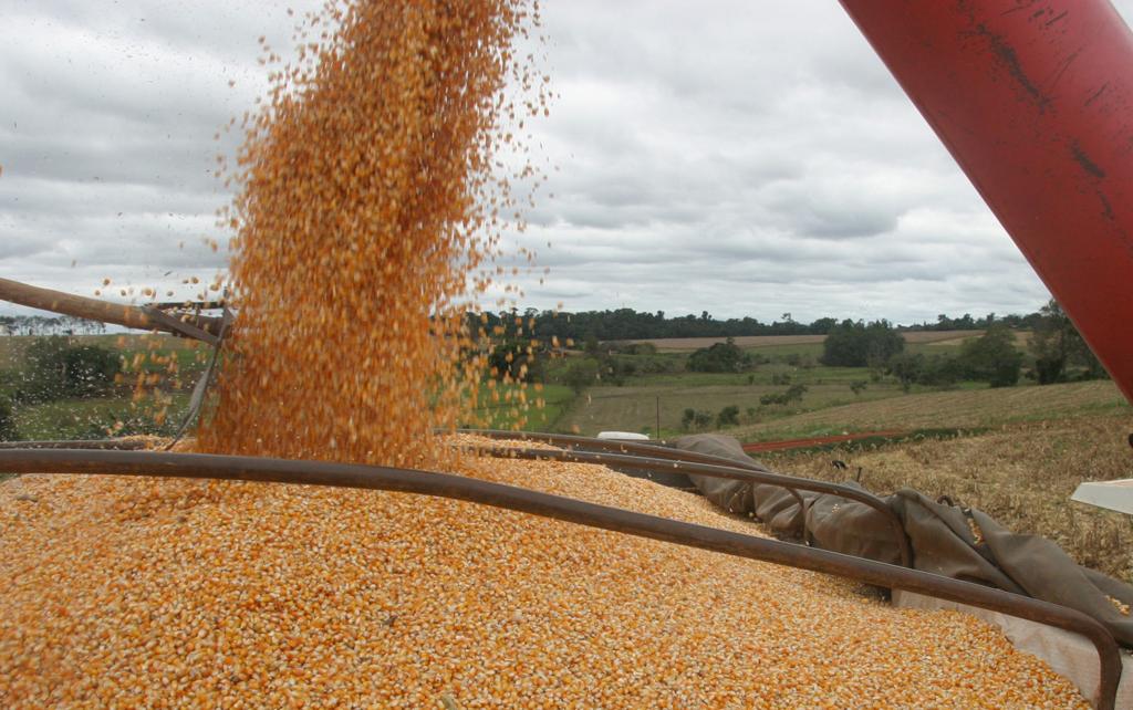 A migração do cultivo de soja para o de milho primeira safra (verão), segundo o secretário, deve ocorrer especialmente em áreas menos férteis do Centro-Oeste e no Sul do País | Arquivo Gazeta do Povo