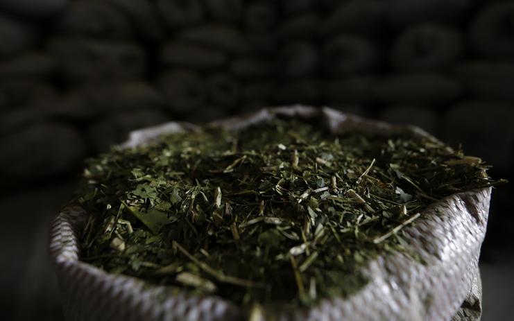 Rio Grande do Sul, Paraná, Santa Catarina e Mato Grosso do Sul são responsáveis pela produção de 600 mil toneladas de erva | Jonathan Campos/Gazeta do Povo