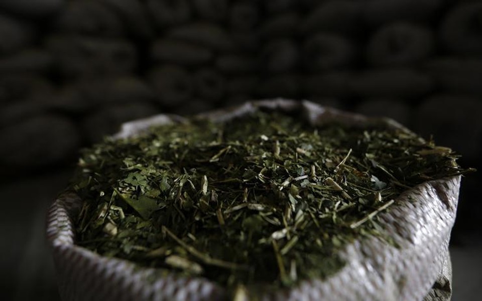 Rio Grande do Sul, Paraná, Santa Catarina e Mato Grosso do Sul são responsáveis pela produção de 600 mil toneladas de erva | Jonathan Campos/Gazeta do Povo