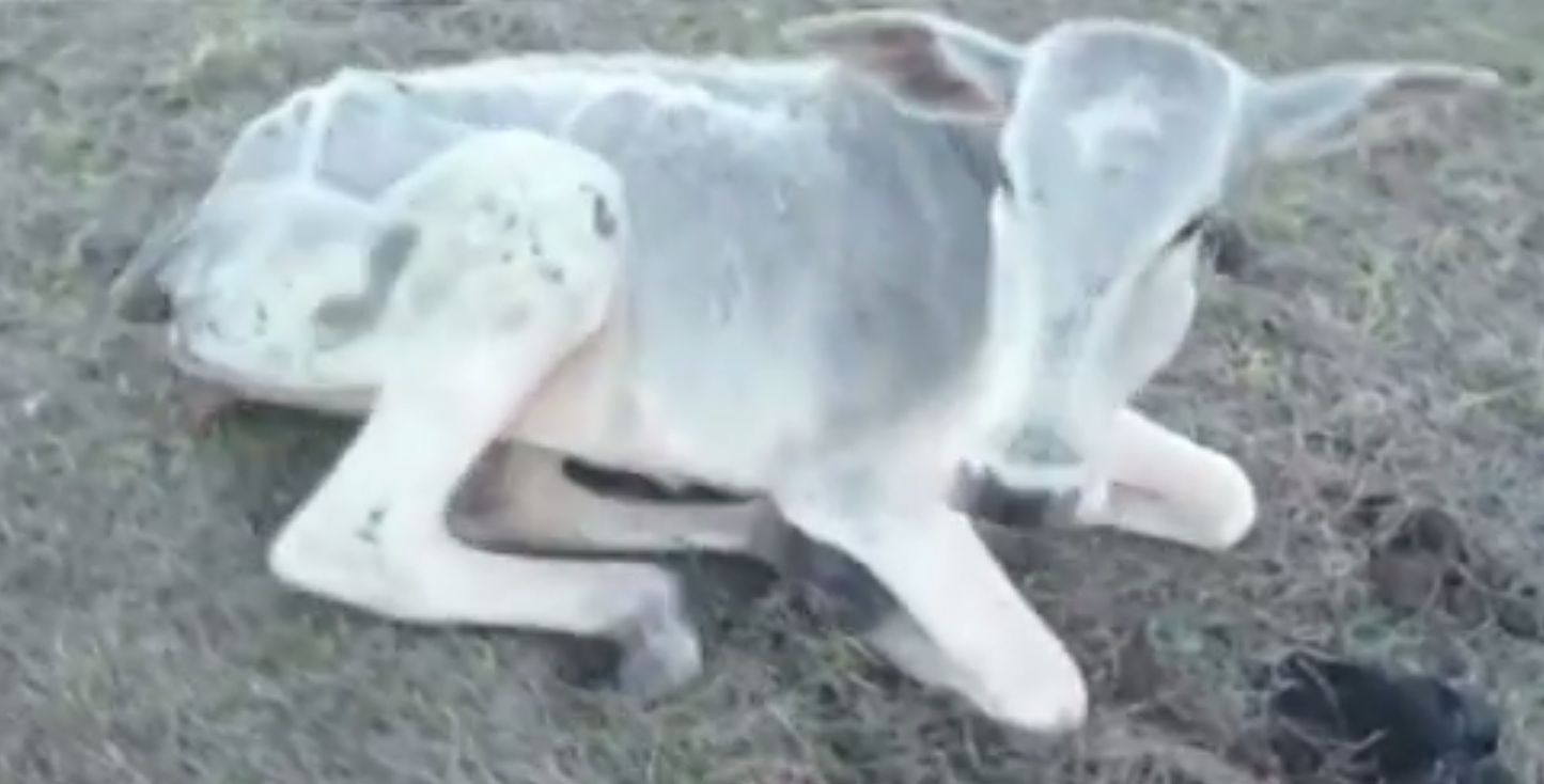 Os animais que restaram não podem ser transferidos, pois estão fracos demais | Reprodução/Paraná TV