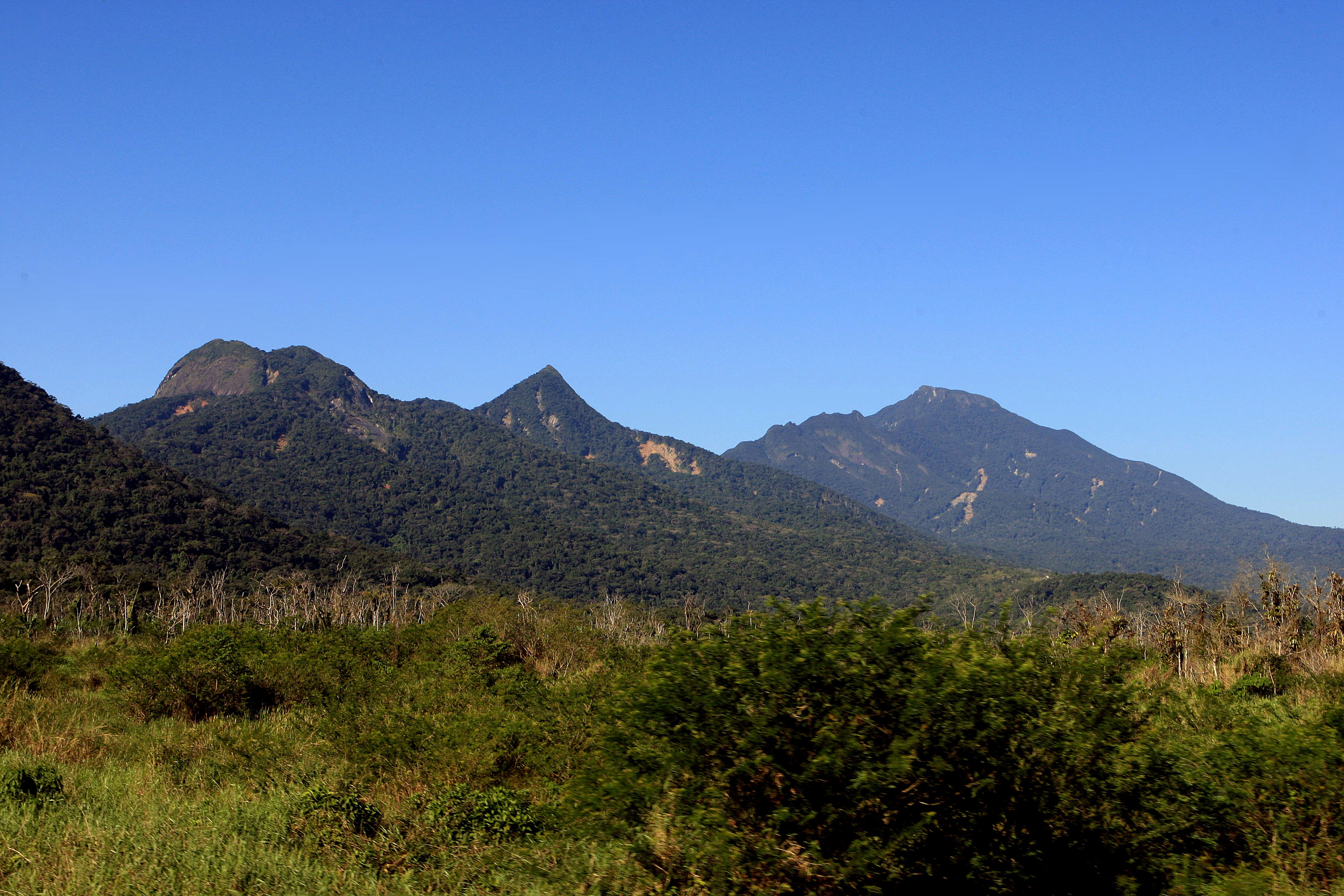 Trecho de Mata Atlântica em Curitiba, próximo à Serra do Mar | Ivonaldo Alexandre/Gazeta do Povo