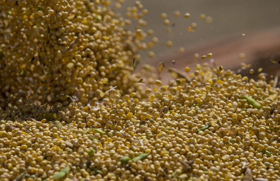 Safra de grãos 2015/16 registra queda e atinge 188,1 milhões de toneladas Mesmo com um aumento da área plantada , a produção de soja deve registrar queda de 0,8% | Hugo Harada/Gazeta do Povo