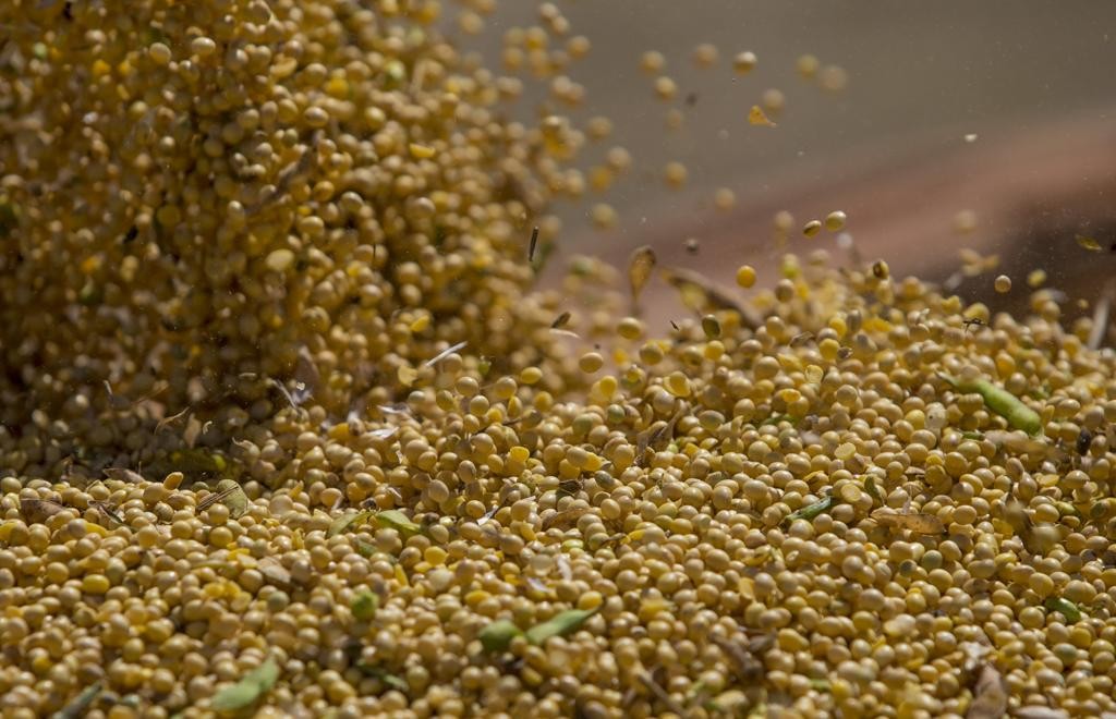 Mesmo com um aumento da área plantada , a produção de soja deve registrar queda de 0,8%