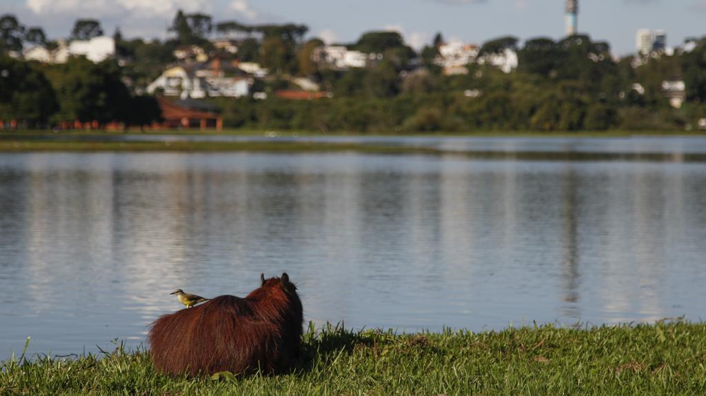 Próximos dias prometem tempo aberto para aproveitar os parques de Curitiba | Daniel Castellano/Gazeta do Povo
