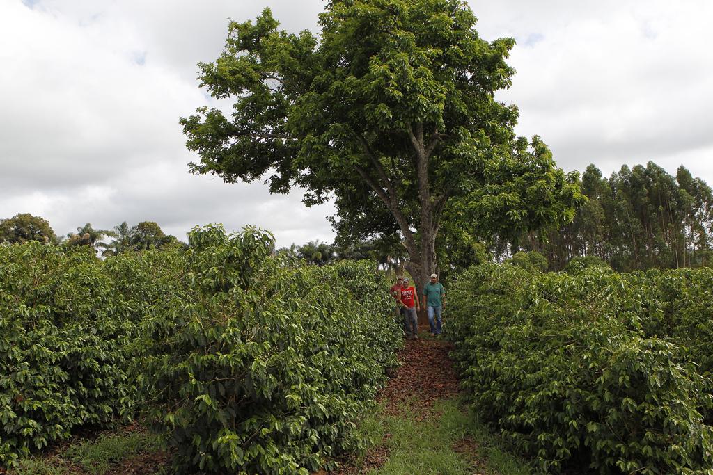 Cada unidade demonstrativa inscrita no projeto poderá receber até R$ 20 mil | Gazeta do Povo/Jonathan Campos