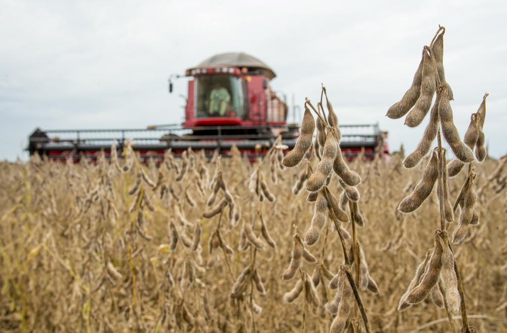 De acordo com o Dera, houve redução na produção de milho, soja e feijão por conta do clima, que influenciou na queda de produção e na qualidade dos grãos | Hugo Harada/Gazeta do Povo