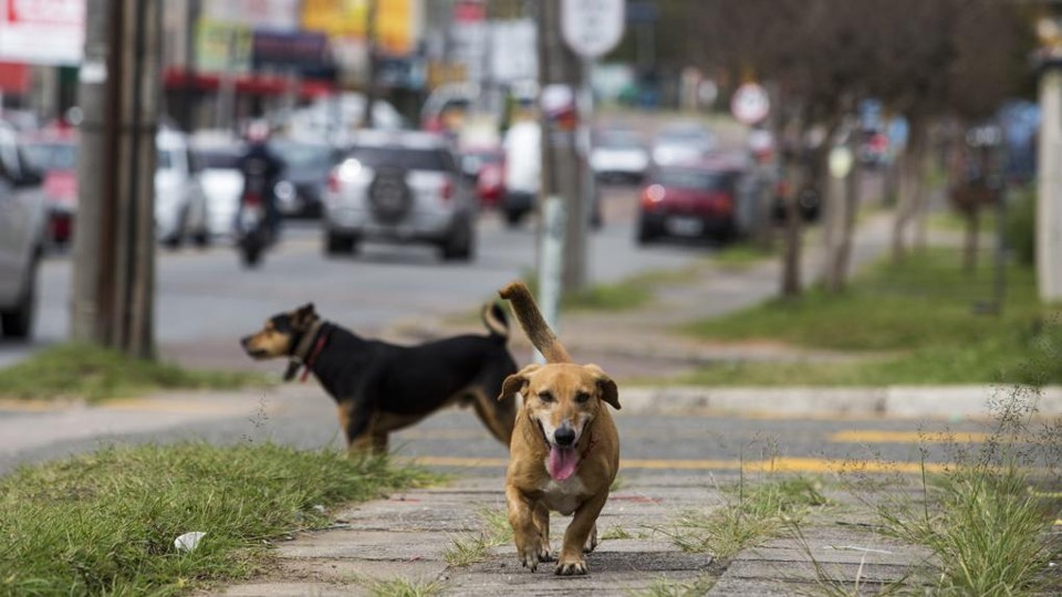 Os animais que passarão pelo Centro serão destinados à adoção | Brunno Covello/Gazeta do Povo