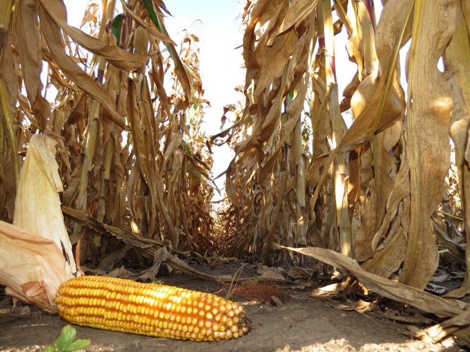 Milho teve problemas com o clima e se estima uma produção de 68 milhões de toneladas, 3% a menos do que se previa em junho | Arquivo Gazeta do Povo