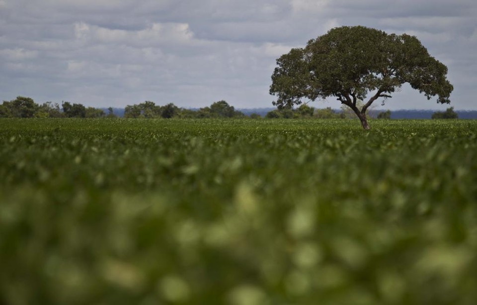 Ter gestão, ser eficiente e competitivo é condição a se manter na atividade, que deixou para trás qualquer vestígio de amadorismo | JONATHAN CAMPOS/GAZETA DO POVO