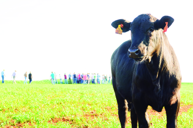 Segundo a Associação Brasileira de Angus (ABA), em 2015 o abate de animais da raça aumentou 21% em relação ao ano anterior, enquanto o abate total de gado caiu 9%. | Fernando Benega/