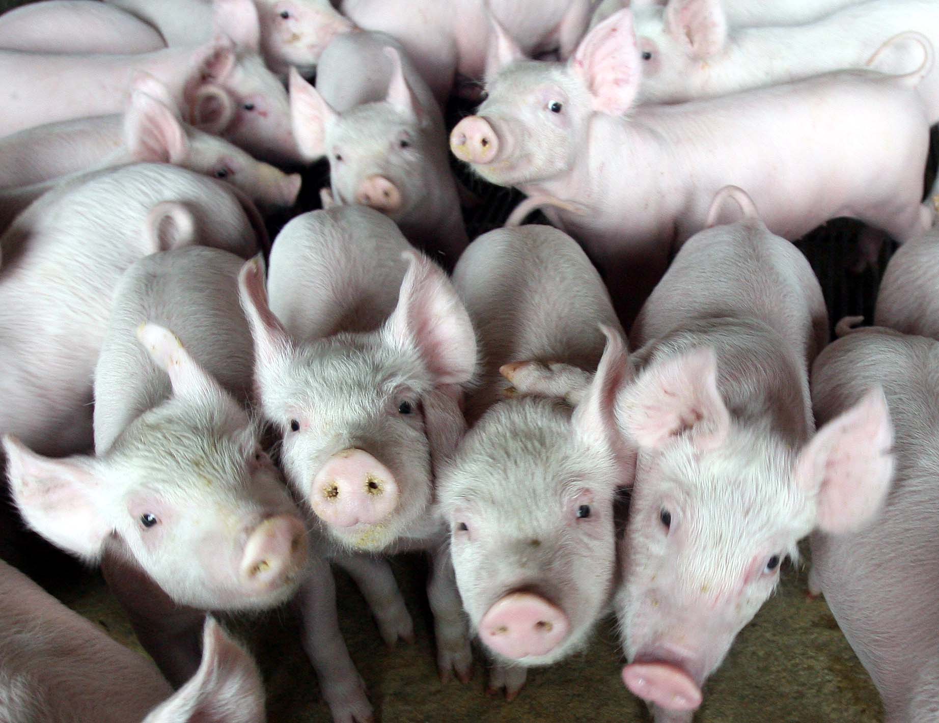 | ALBARI ROSA/ALBARI ROSA