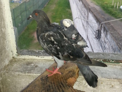 | Reprodução/Twitter Édgar Pacheco