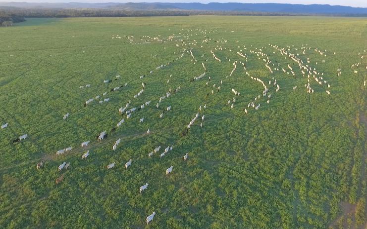 As fazendas leiloadas serviram de cenário para a famosa novela “O Rei do Gado” | Divulgação/Lut Leilões