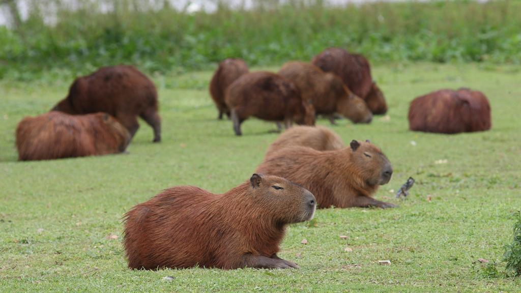 | Aniele Nascimento/Gazeta do Povo