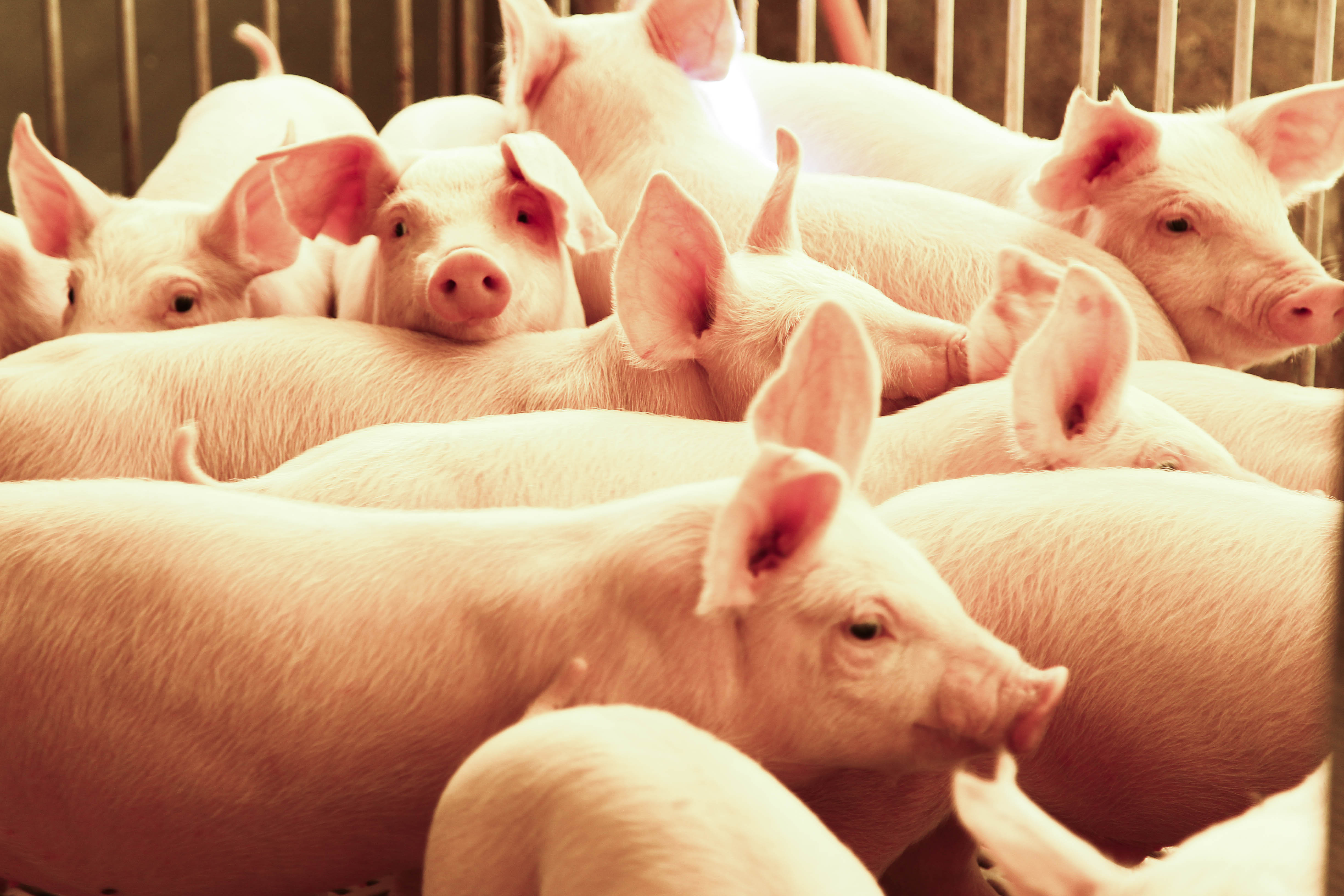 Em 2005, primeiro ano da pesquisa, o rebanho era de menos de 35 milhões. | Daniel Castellano/Gazeta do Povo