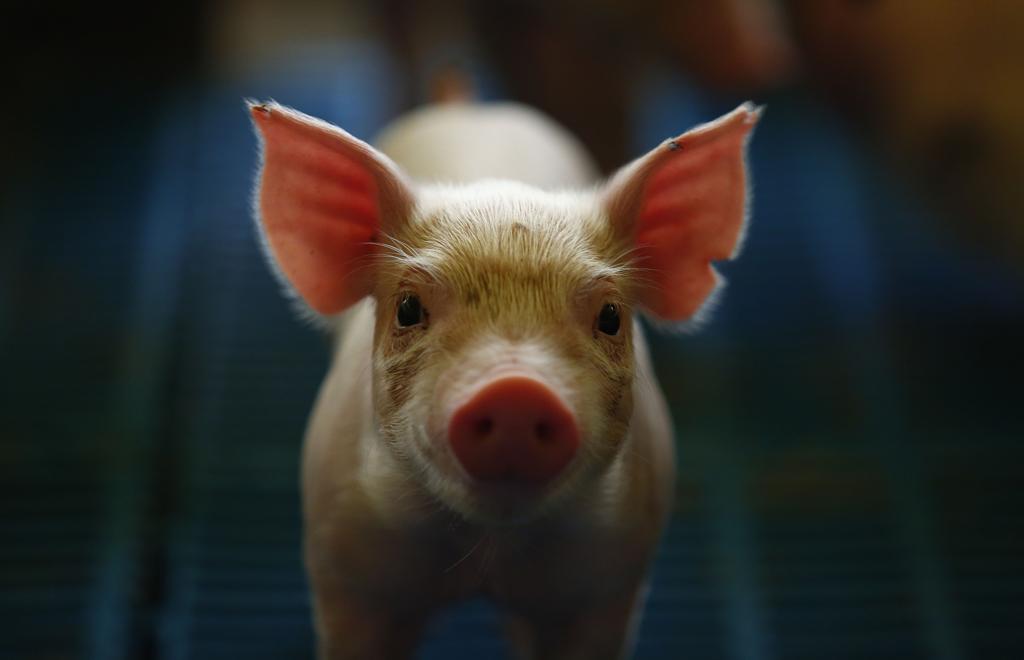 A empresa tem cerca de 800 funcionários e quase 300 produtores integrados, que fazem creche e terminação. O transporte das cargas é terceirizado. | JONATHAN CAMPOS/GAZETA DO POVO