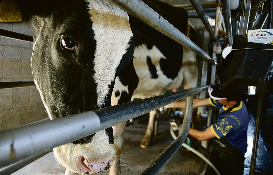 Com tratamento atual, mesmo com o uso do medicamento correto e que, aparentemente, o animal esteja recuperado, a doença acaba voltando depois de cinco ou seis dias. | HENRY MILLEO/HENRY MILLEO