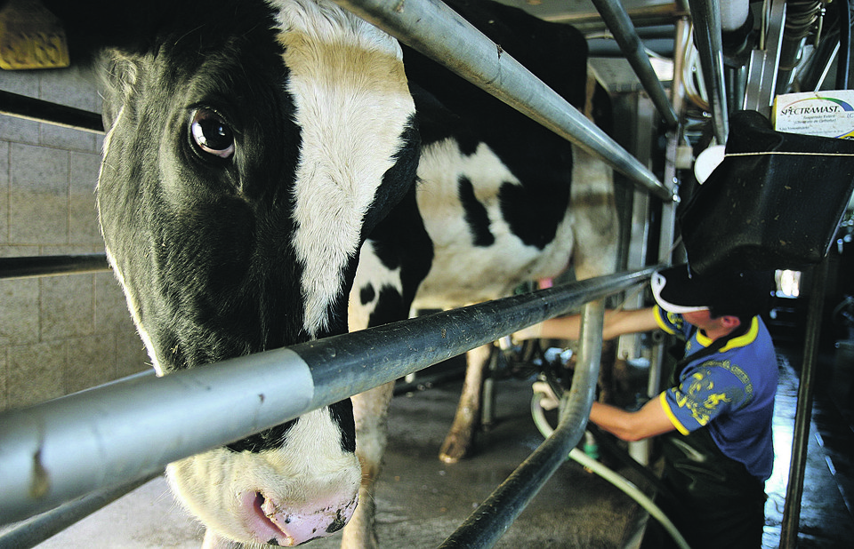 Com tratamento atual, mesmo com o uso do medicamento correto e que, aparentemente, o animal esteja recuperado, a doença acaba voltando depois de cinco ou seis dias. | HENRY MILLEO/HENRY MILLEO
