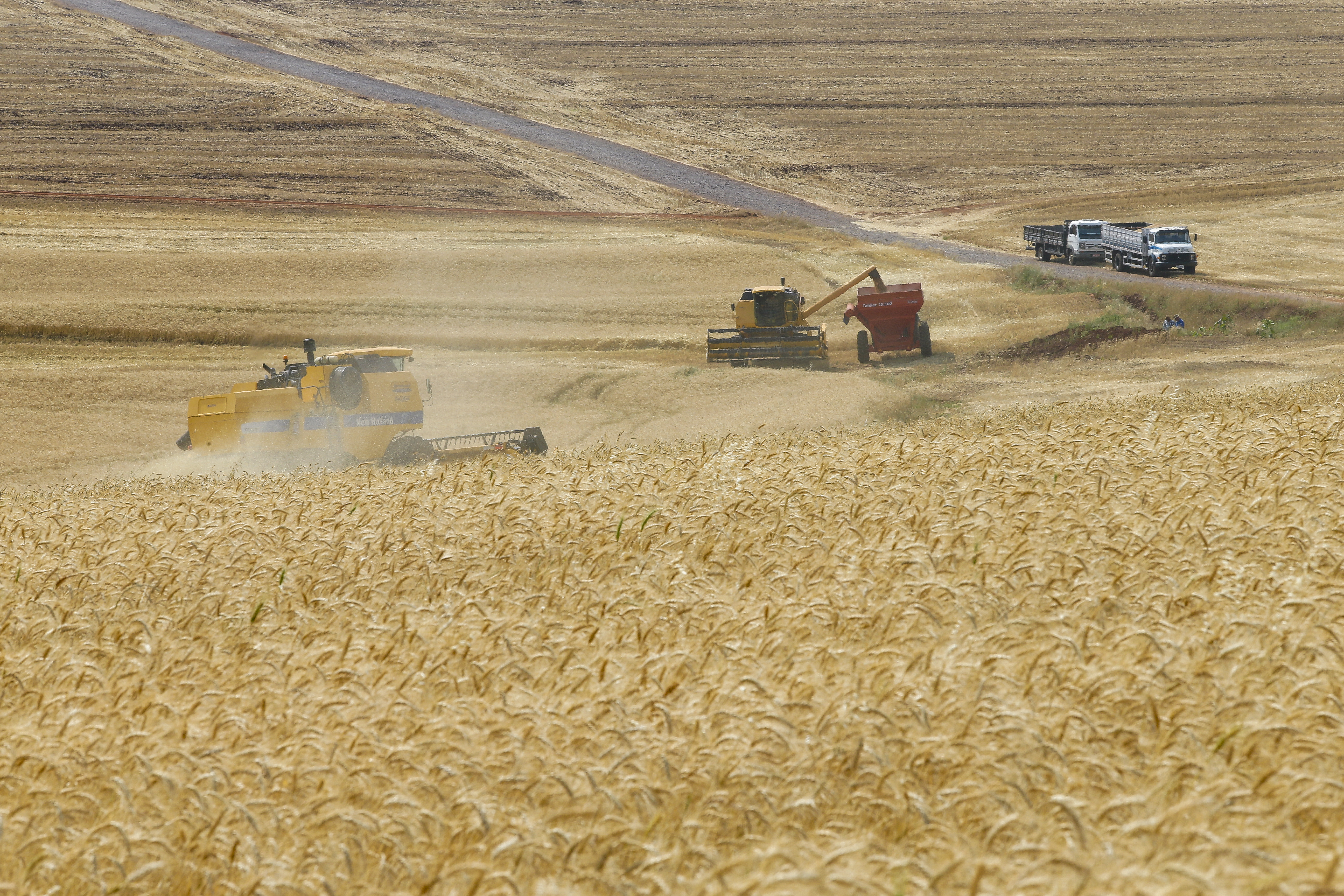 Preço do trigo vem caindo diante do aumento na produção no Mercosul, que não foi acompanhado pelo aumento no consumo na América do Sul. | Hugo Harada/Gazeta do Povo