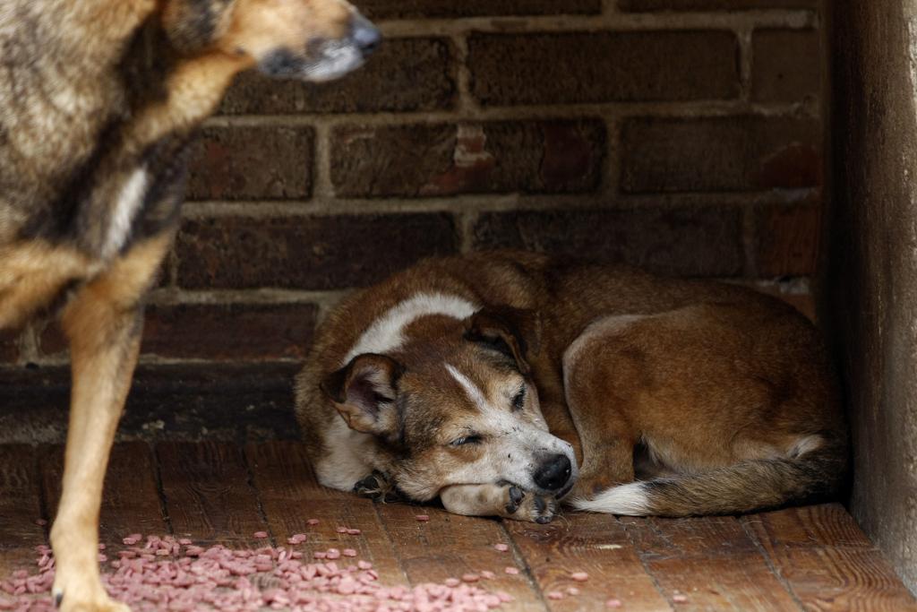 Com a sede em Colombo pronta – e já ocupada com a capacidade máxima –, o desafio da Spac agora é encontrar um imóvel adequado para alugar para abrigar a clínica que funciona no bairro Santa Cândida. | Daniel Derevecki/Arquivo/Gazeta do Povo