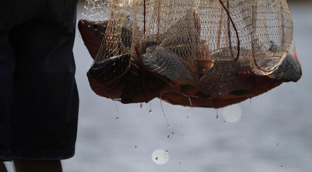 A produção de tilápia no Brasil está concentrada principalmente em quatro estados, sendo o Paraná o maior produtor, com 28,8%. | Jonathan Campos/Gazeta do Povo