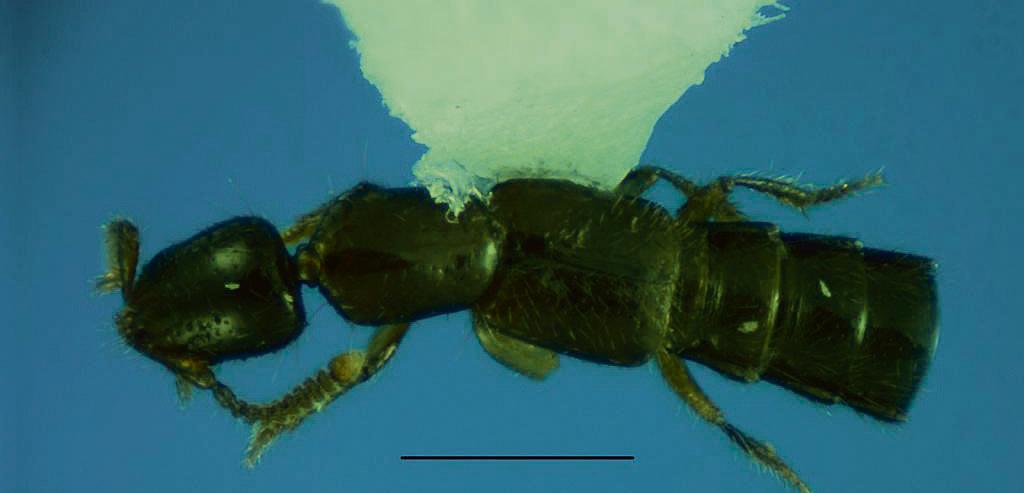 O inseto mede 2,5 mm e se alimenta de pequenos insetos | Arquivo Pessoal/Edilson Caron