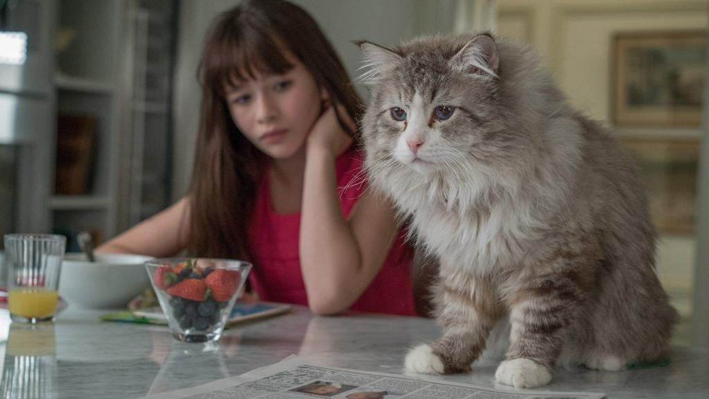 Kevin Spacey incorpora um felino na comédia “Virei um Gato” | /Divulgação