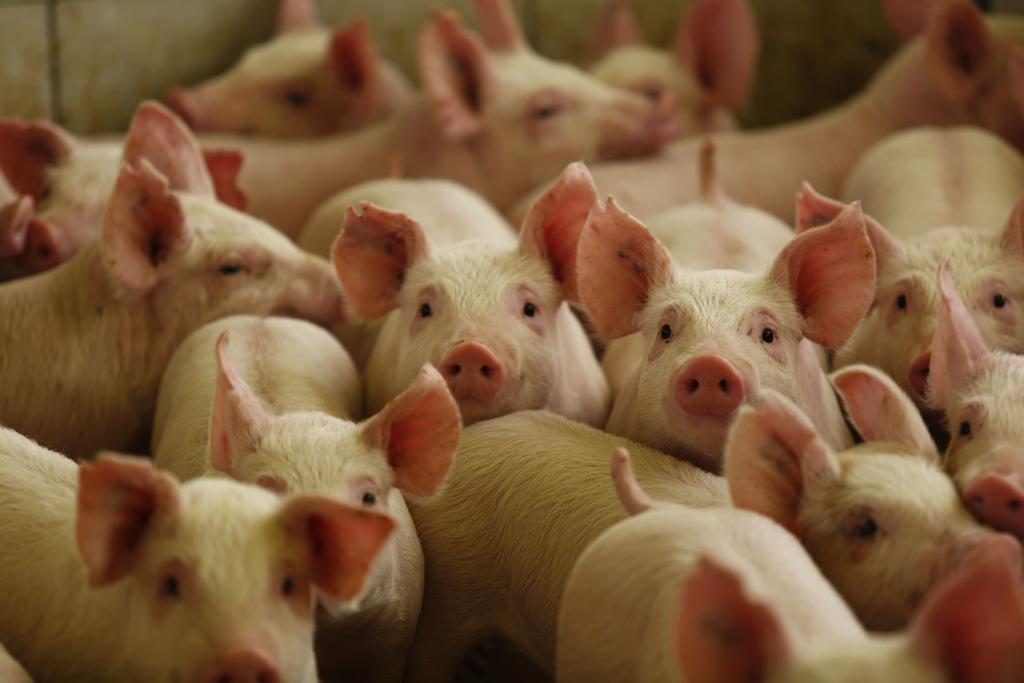 Modelo de condomínio é eficaz principalmente para os pequenos produtores | JONATHAN CAMPOS/GAZETA DO POVO