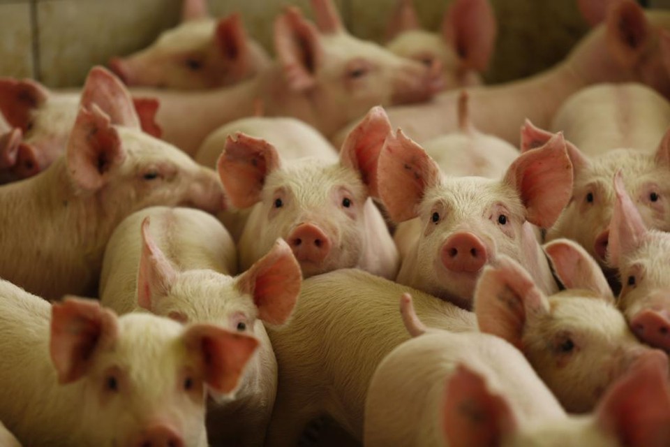 Modelo de condomínio é eficaz principalmente para os pequenos produtores | JONATHAN CAMPOS/GAZETA DO POVO