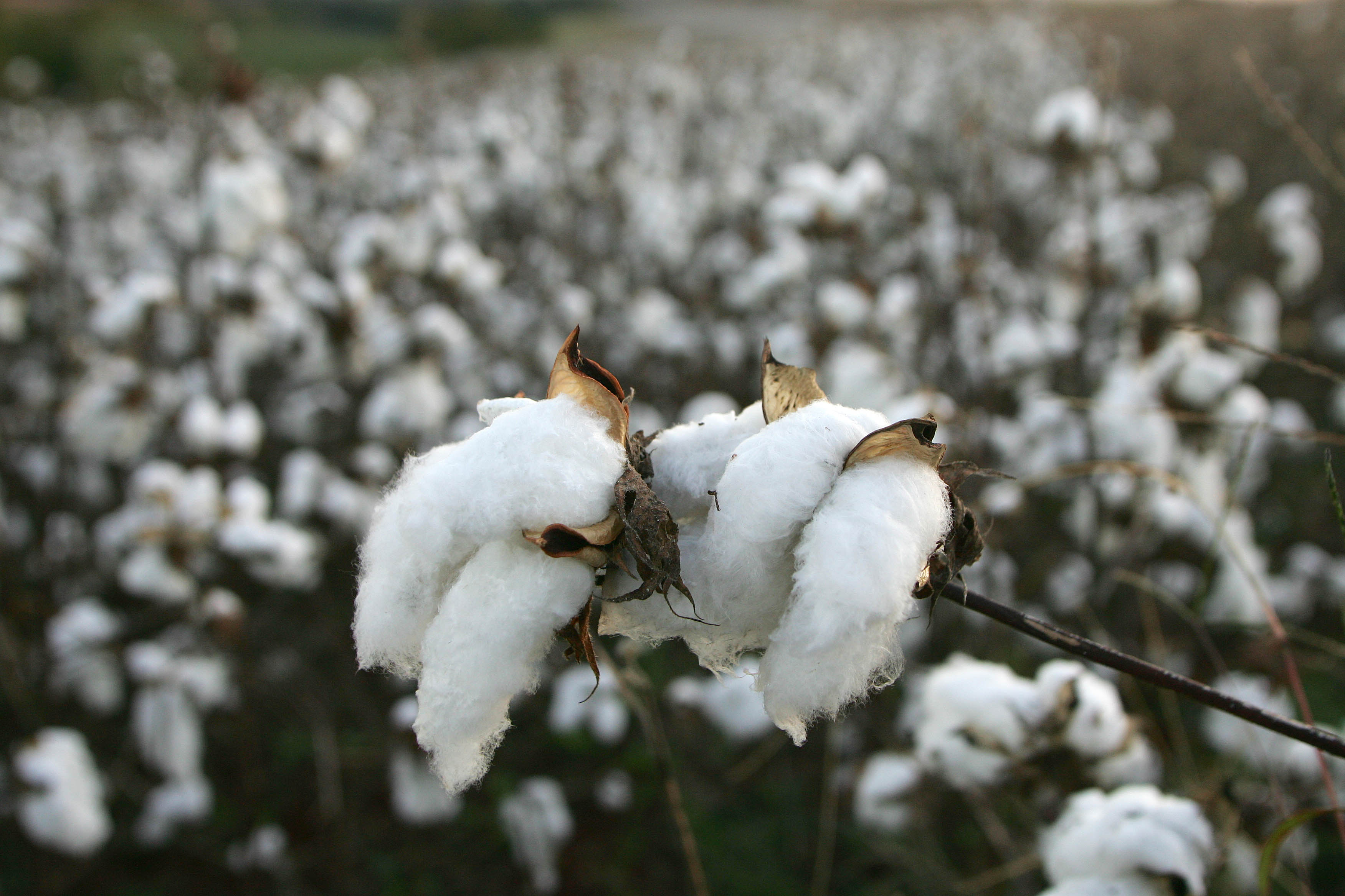 O desempenho representa um crescimento de 23,2% em relação ao registrado pelo município no ano anterior. | JONATHAN CAMPOS/Gazeta do Povo