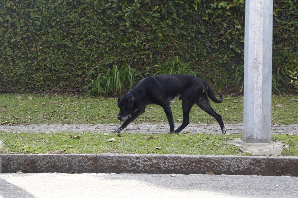 Entre os avanços do município dos Campos Gerais está um censo de animais de rua realizado ainda em 2013 e que ajudou a nortear a política de proteção animal nos últimos anos. | Henry Milleo/Gazeta do Povo