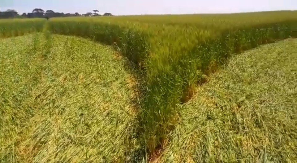 A propriedade rural fica em Prudentópolis, Centro-Sul do estado, no mesmo local em que apareceram desenhos semelhantes no ano passado. | Reprodução/Internet