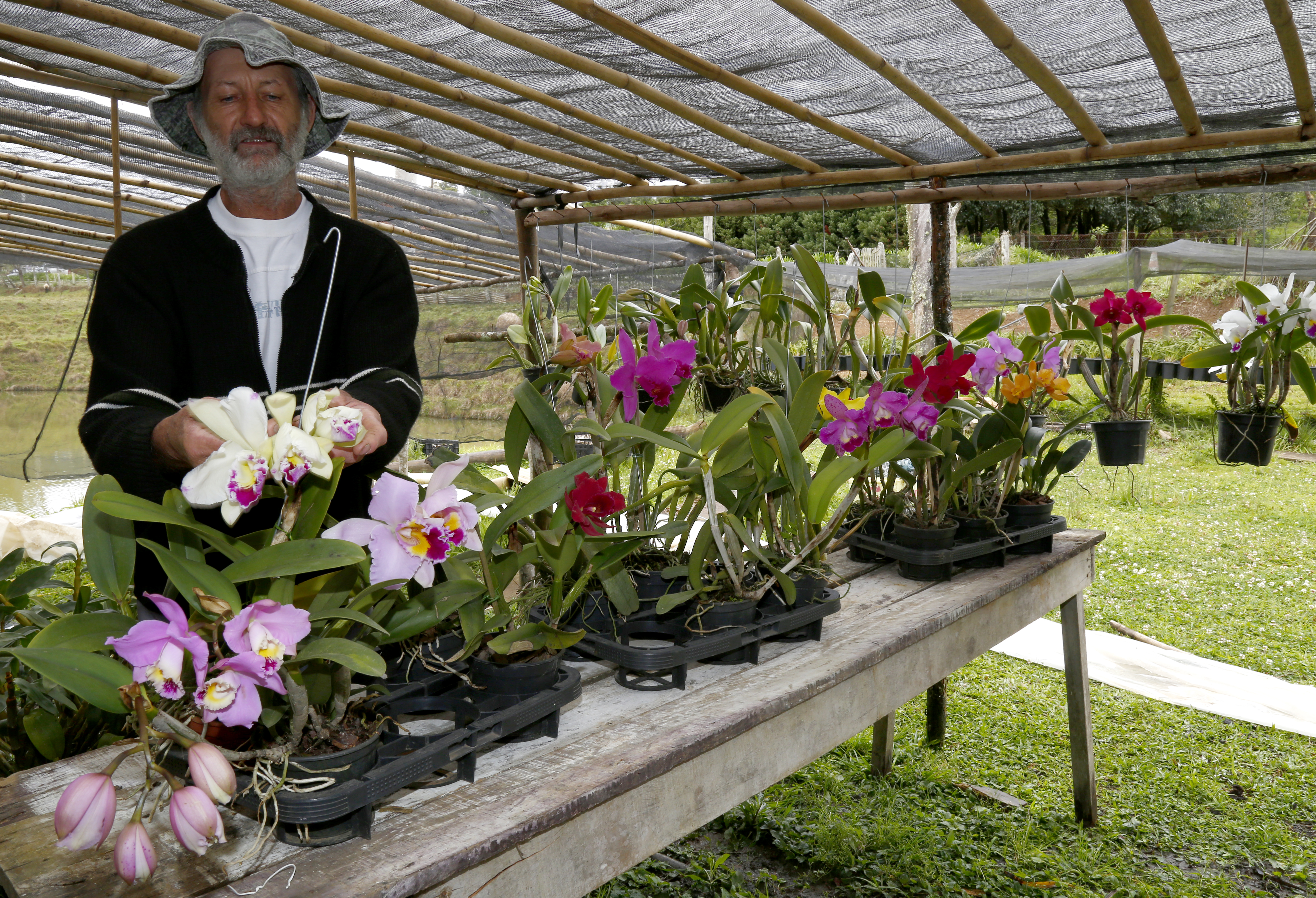 Cláudio Holtnan, 59 anos, trabalha com o rádio ligado e, de tão íntimo, até bate papo com as flores . | Aniele Nascimento/Gazeta do Povo