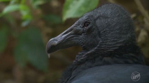 Desaparecimento de Loro mobiliza comunidade nas redes sociais | EP TV/Reprodução