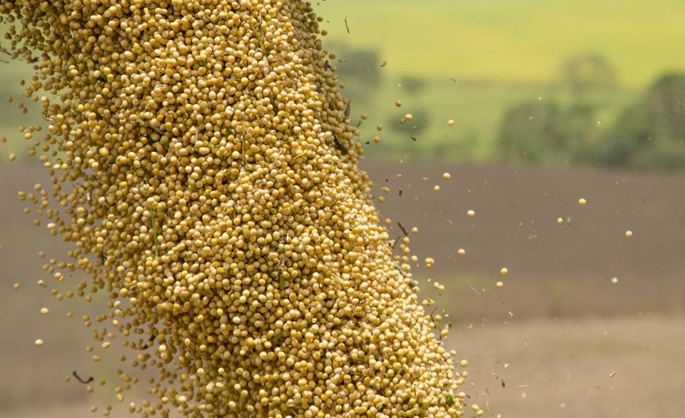 A produção de soja encolheu 0,8%, passando de 96,2 para 95,4 milhões de toneladas | Hugo Harada/Gazeta do Povo