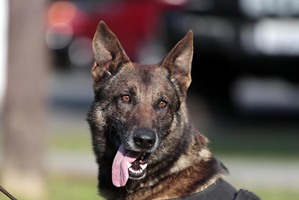 Lótus, pastor belga malinois de 6 anos, é o cão recordista de apreensões de drogas da Polícia Militar. | Albari Rosa/Gazeta do Povo