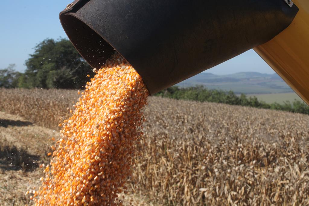 | DIRCEU PORTUGAL/Gazeta do Povo