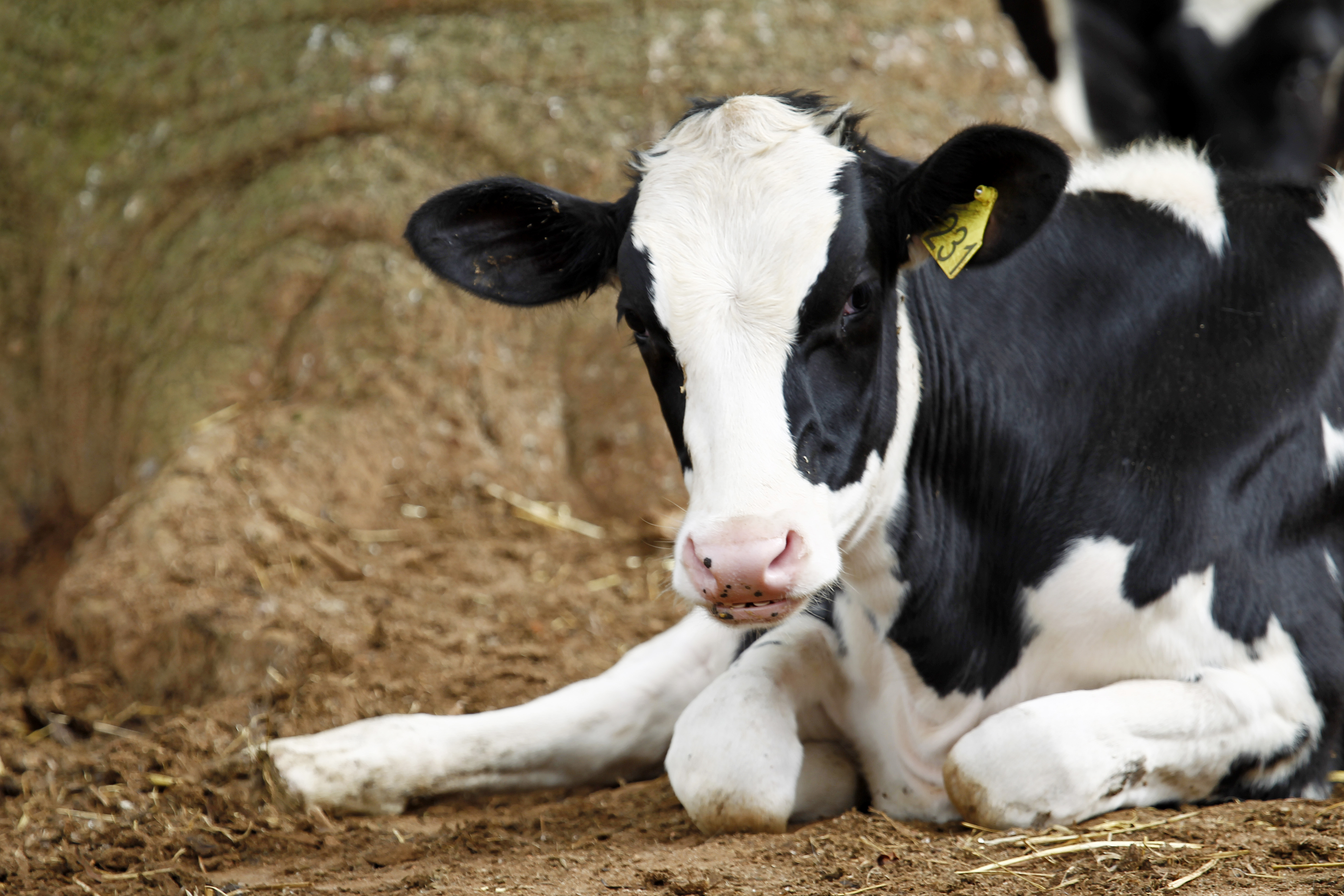 Dono do animal e o DNIT nada fizeram para impedir que a vaca fugisse para a rodovia. | Antônio More/Gazeta do Povo