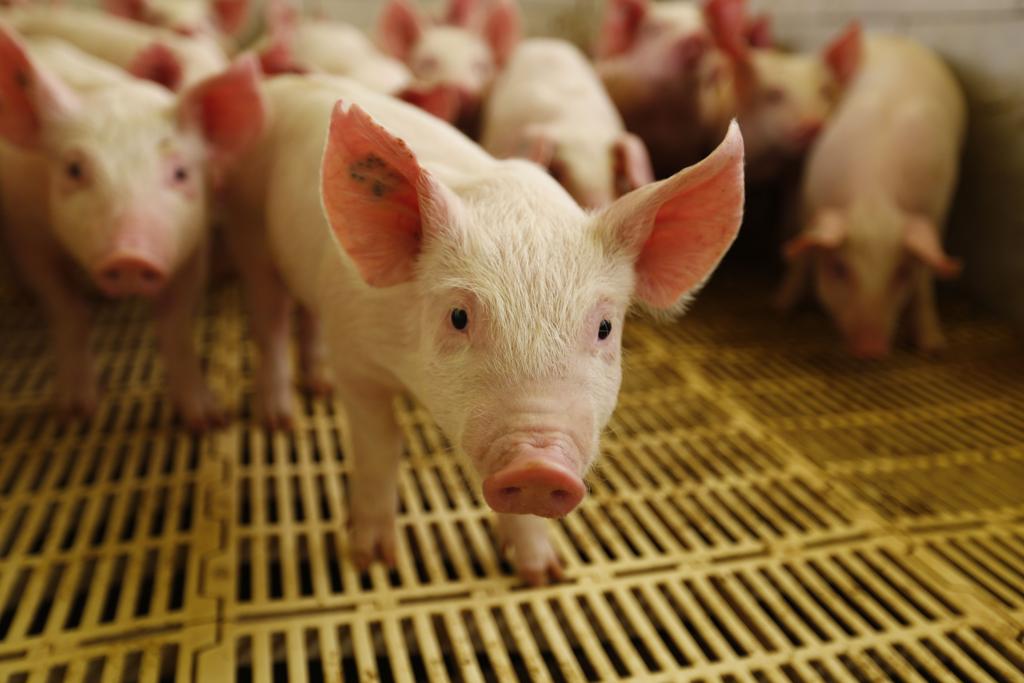 | JONATHAN CAMPOS/GAZETA DO POVO