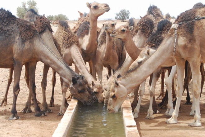 Camelos se refrescam em um calor que pode chegar a 50ºC. | Divulgação