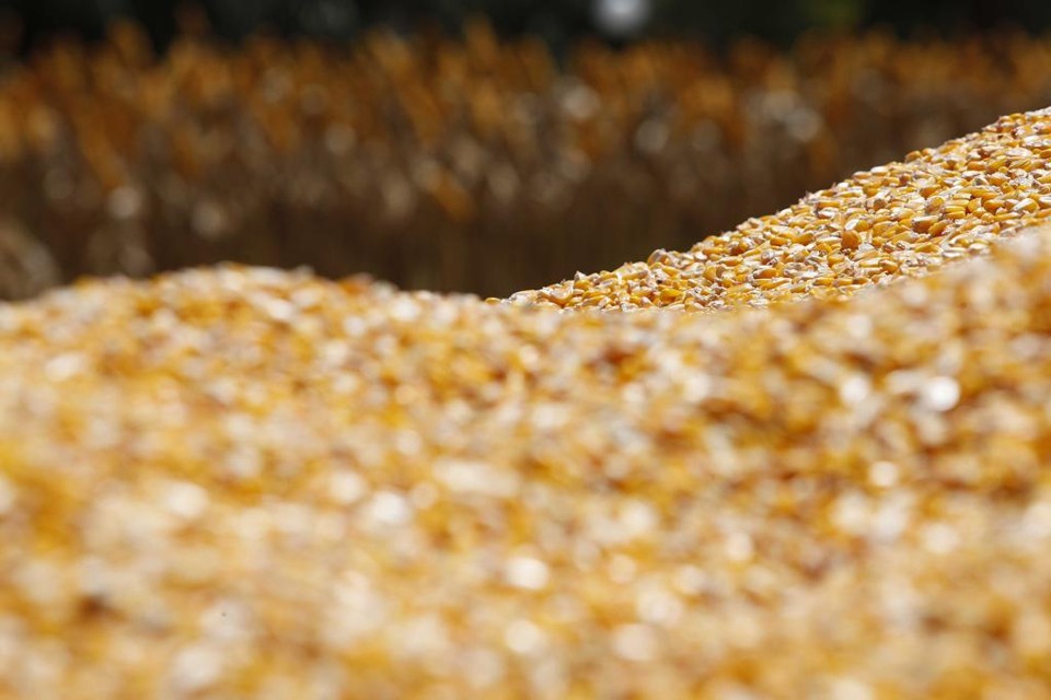Falta de planejamento e organização entre cadeias produtivas obrigou o Brasil a importar milho, feijão e arroz. | JONATHAN CAMPOS/Agência de Notícias Gazeta do Povo