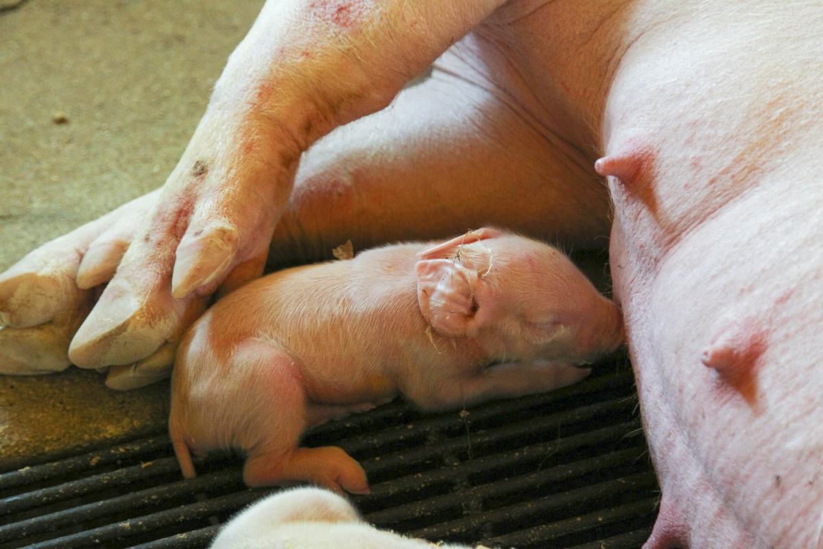 Durante as viagens, entraram em pauta temas como logística, sanidade, mercado e as tendências da produção. | Daniel Castellano/Agência de Notícias Gazeta do Povo