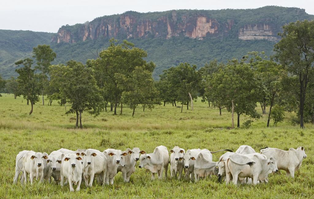 O diferencial do estudo é estimar a variação no sequestro de carbono pelas pastagens em função do manejo. | Hugo Harada/Agência de Notícias Gazeta do Povo